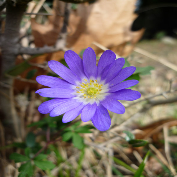 Anemone blanda: endemico di Balcani